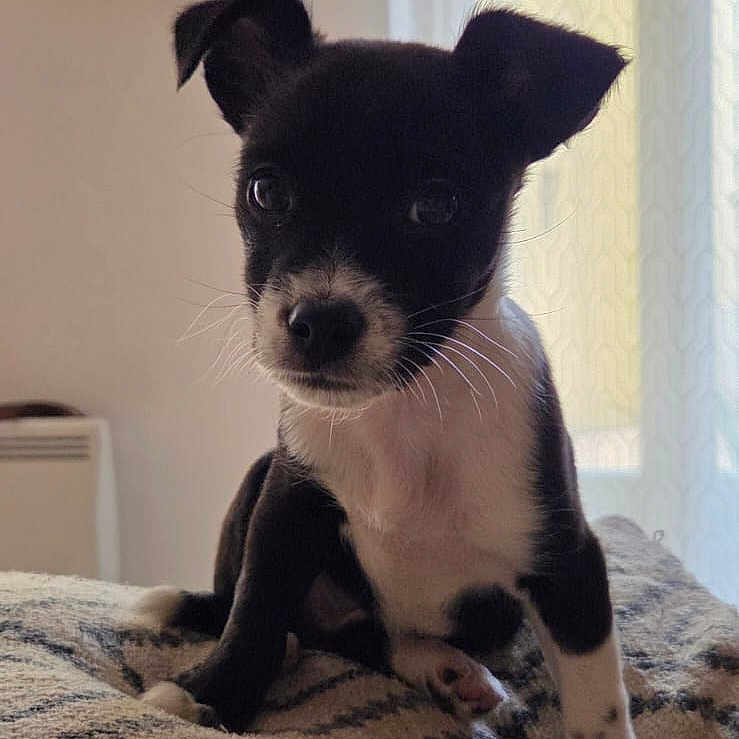 Mira participe au concours pour gagner de l'argent avec cette photo : black_and_white, blanket, close_up, cozy, curtains, cute, dog, ears, indoor, paws, plant, portrait, puppy, shallow_depth_of_field, shelf, sitting, small_dog, soft_light, whiskers, window