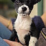 puppy, dog, black_and_white, pet, portrait, close_up, whiskers, paw, nose, ears, sitting, on_lap, human_hand, jeans, blurred_background, cute, young, companion, eyes, small_breed