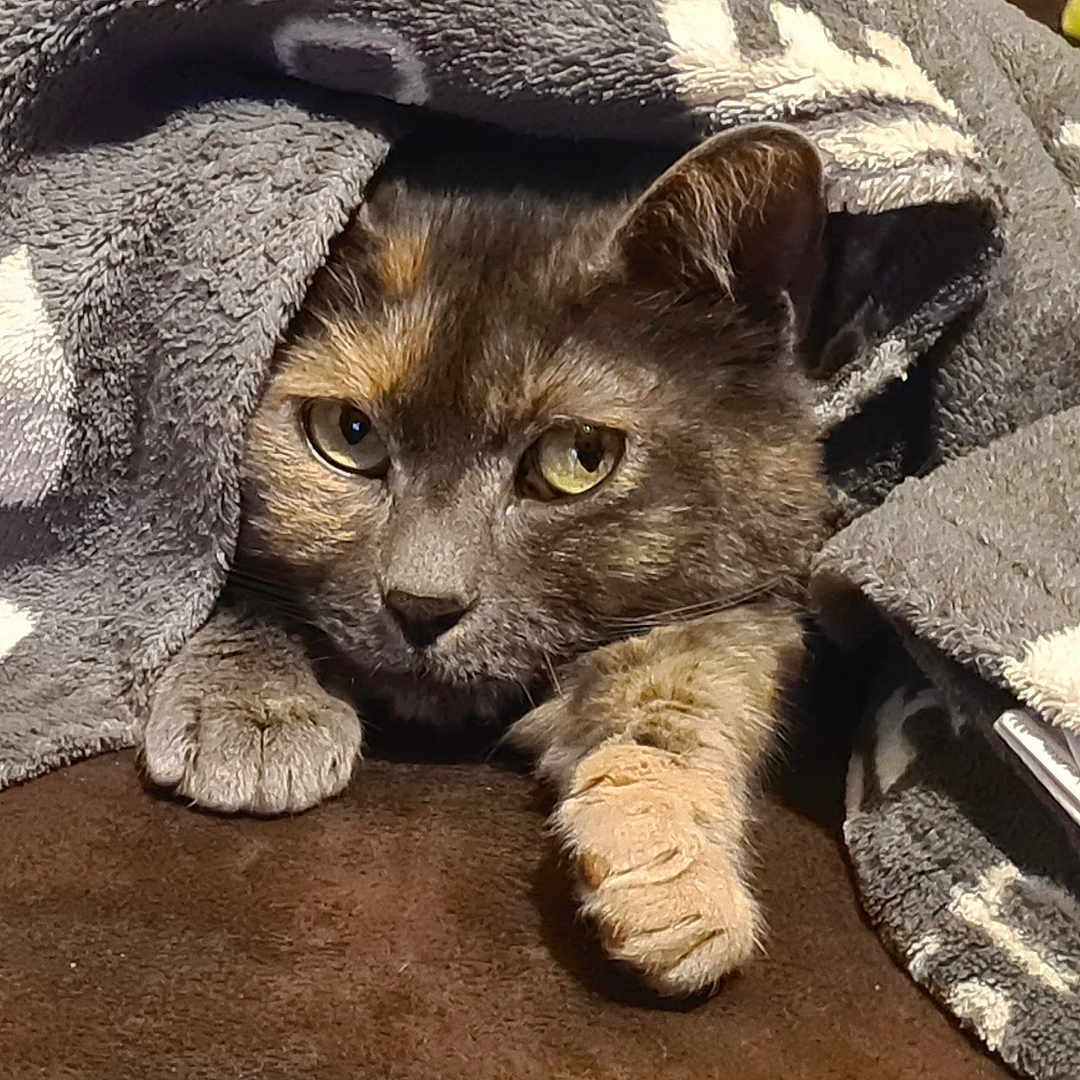 Naya a rejoint le concours — aidez-le/la à gagner de superbes lots ! abyssinian, animal, blanket, cat, kitten, laundry, manx, pet, quilt, towel