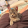 Dunkin joined the competition — help win amazing prizes! kitten, cat, tabby, animal, pet, indoor, lap, relaxing, feline, cute, young, cozy, person, shorts, bed, television, calendar, living_room, comfort, whiskers