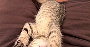 Dunkin joined the competition — help win amazing prizes! kitten, cat, pet, stretching, paws, lap, person, legs, shorts, indoor, blanket, pattern, cute, feline, whiskers, relaxation, cozy, playful, curious, animal