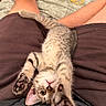kitten, cat, pet, stretching, paws, lap, person, legs, shorts, indoor, blanket, pattern, cute, feline, whiskers, relaxation, cozy, playful, curious, animal