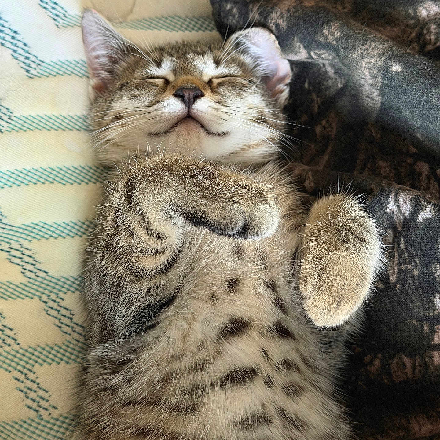 Dunkin joined the competition — help win amazing prizes! kitten, cat, sleeping, tabby, fur, paws, whiskers, muzzle, closed_eyes, relaxed, cute, pet, indoor, mammal, striped, bed, blanket, pattern, resting, cozy