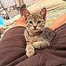 Dunkin is registered to the contest to win money with this photo: kitten, tabby, cat, pet, animal, indoor, lap, person, legs, shorts, furniture, bed, blanket, curious, cute, small, whiskers, ears, relaxed, cozy