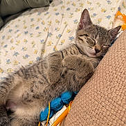 Dunkin is registered to the contest to win money with this photo: kitten, sleeping, tabby, cat, bed, pillow, toy, floral_pattern, cozy, cute, relaxed, indoor, feline, nap, soft, pet, fur, whiskers, small_animal, domestic_animal