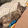 kitten, sleeping, tabby, cat, bed, pillow, toy, floral_pattern, cozy, cute, relaxed, indoor, feline, nap, soft, pet, fur, whiskers, small_animal, domestic_animal