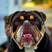 Ruby joined the competition — help win amazing prizes! bulldog, dog, close_up, face, tongue, teeth, fur, pet, animal, portrait, outdoor, blurred_background, expression, brown, black, white, ears, nose, cute, companion