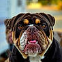 bulldog, dog, close_up, face, tongue, teeth, fur, pet, animal, portrait, outdoor, blurred_background, expression, brown, black, white, ears, nose, cute, companion