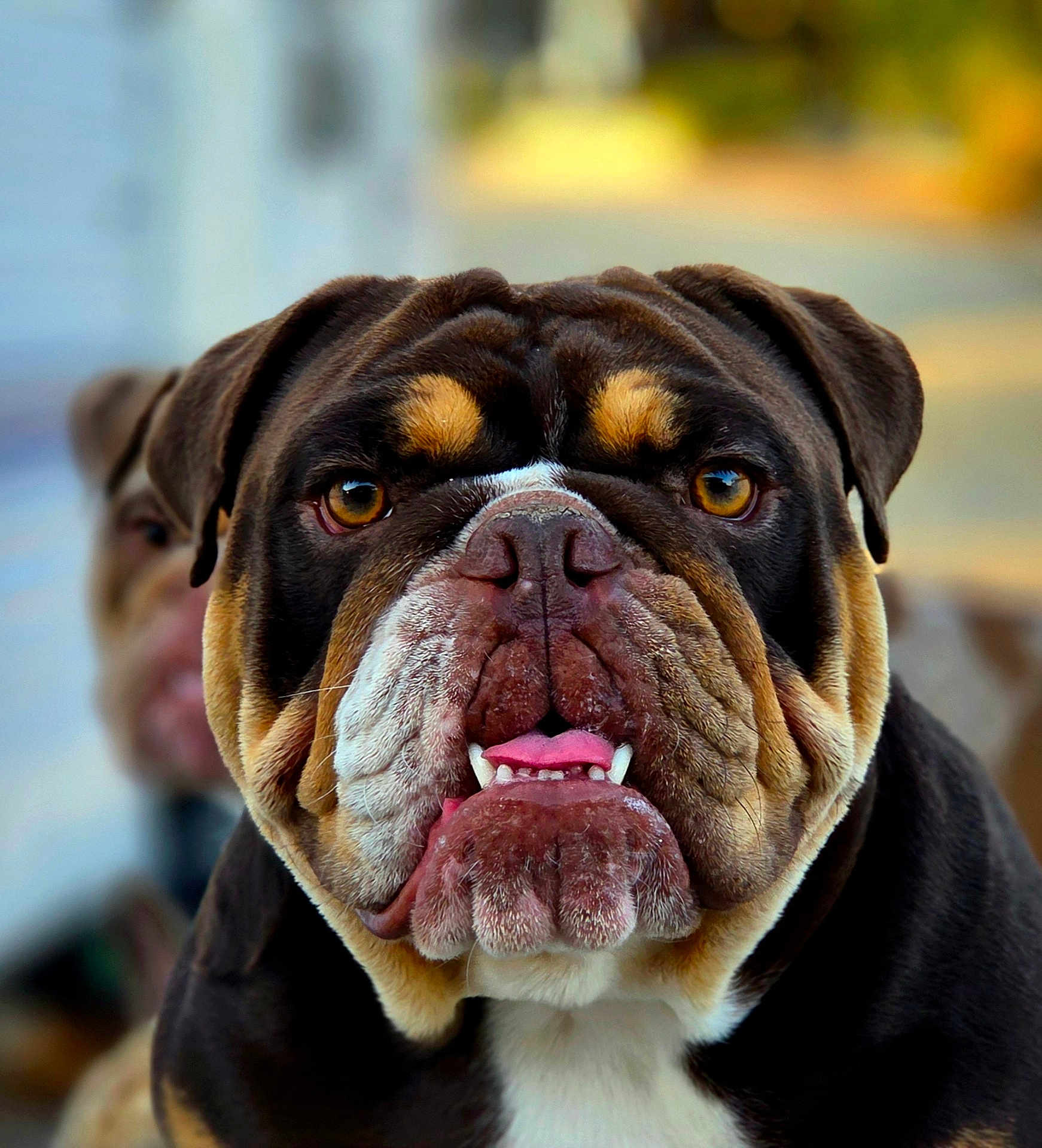 Ruby joined the competition — help win amazing prizes! bulldog, dog, close_up, face, tongue, teeth, fur, pet, animal, portrait, outdoor, blurred_background, expression, brown, black, white, ears, nose, cute, companion