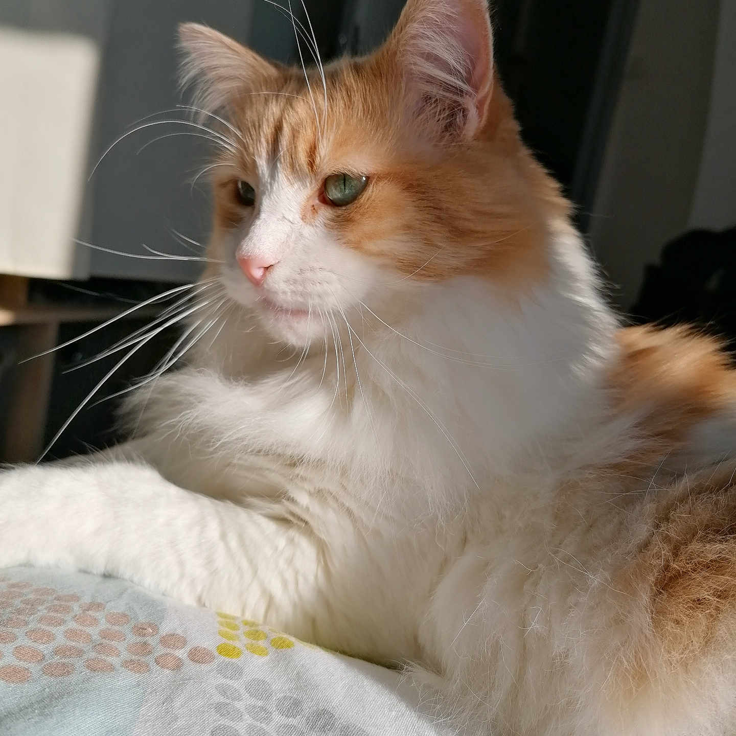 Nesta participe au concours pour gagner de l'argent avec cette photo : abyssinian, angora, animal, blanket, cat, kitten, manx, pet, siamese