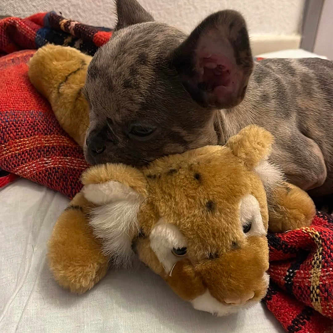 Vanille participe au concours pour gagner de l'argent avec cette photo : animal, ball, blanket, bulldog, canine, couch, cushion, dog, frenchbulldog, furniture, homedecor, person, pet, pillow, plush, puppy, quilt, sleeping, teddybear, toy