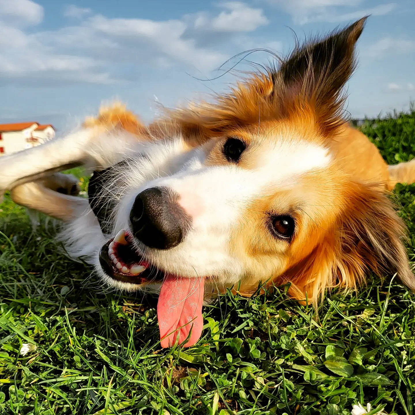 Aïko participe au concours pour gagner de l'argent avec cette photo : canidae, carnivore, cloud, companion_dog, dog, dog_breed, fawn, fur, grass, happy, herding_dog, people_in_nature, plant, scotch_collie, sky, snout, sporting_group, whiskers, wing, working_dog