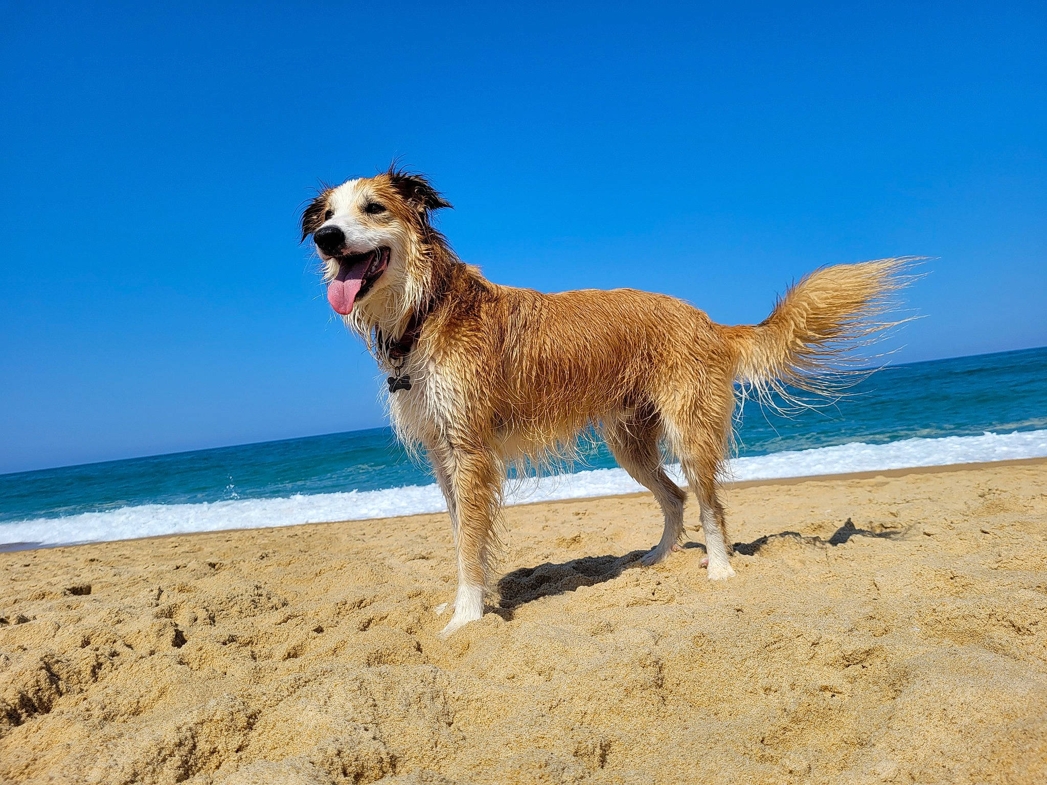 Aïko participe au concours pour gagner de l'argent avec cette photo : beach, canidae, carnivore, companion_dog, dog, dog_breed, dog_supply, fawn, landscape, ocean, sand, sky, sporting_group, tail, water, water_dog, wave, wind_wave, working_animal, working_dog