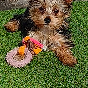 Naïa participe au concours pour gagner de l'argent avec cette photo : dog, puppy, toy, grass, outdoor, pet, fur, ears, playful, cute, small_dog, animal, sunlight, nature, relaxing, brown, black, white, grass_patch, gravel