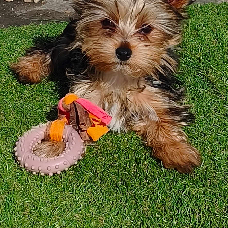 Naïa participe au concours pour gagner de l'argent avec cette photo : dog, puppy, toy, grass, outdoor, pet, fur, ears, playful, cute, small_dog, animal, sunlight, nature, relaxing, brown, black, white, grass_patch, gravel