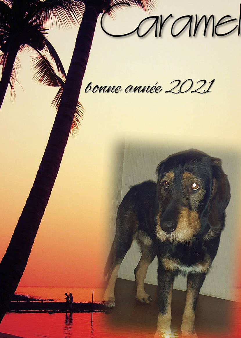 Caramel A participe au concours pour gagner de l'argent avec cette photo : amber, arecales, book, canidae, carnivore, companion_dog, dog, dog_breed, dusk, evening, palm_tree, poster, red_sky_at_morning, snout, sporting_group, sunrise, sunset, terrestrial_animal, tropics, working_animal
