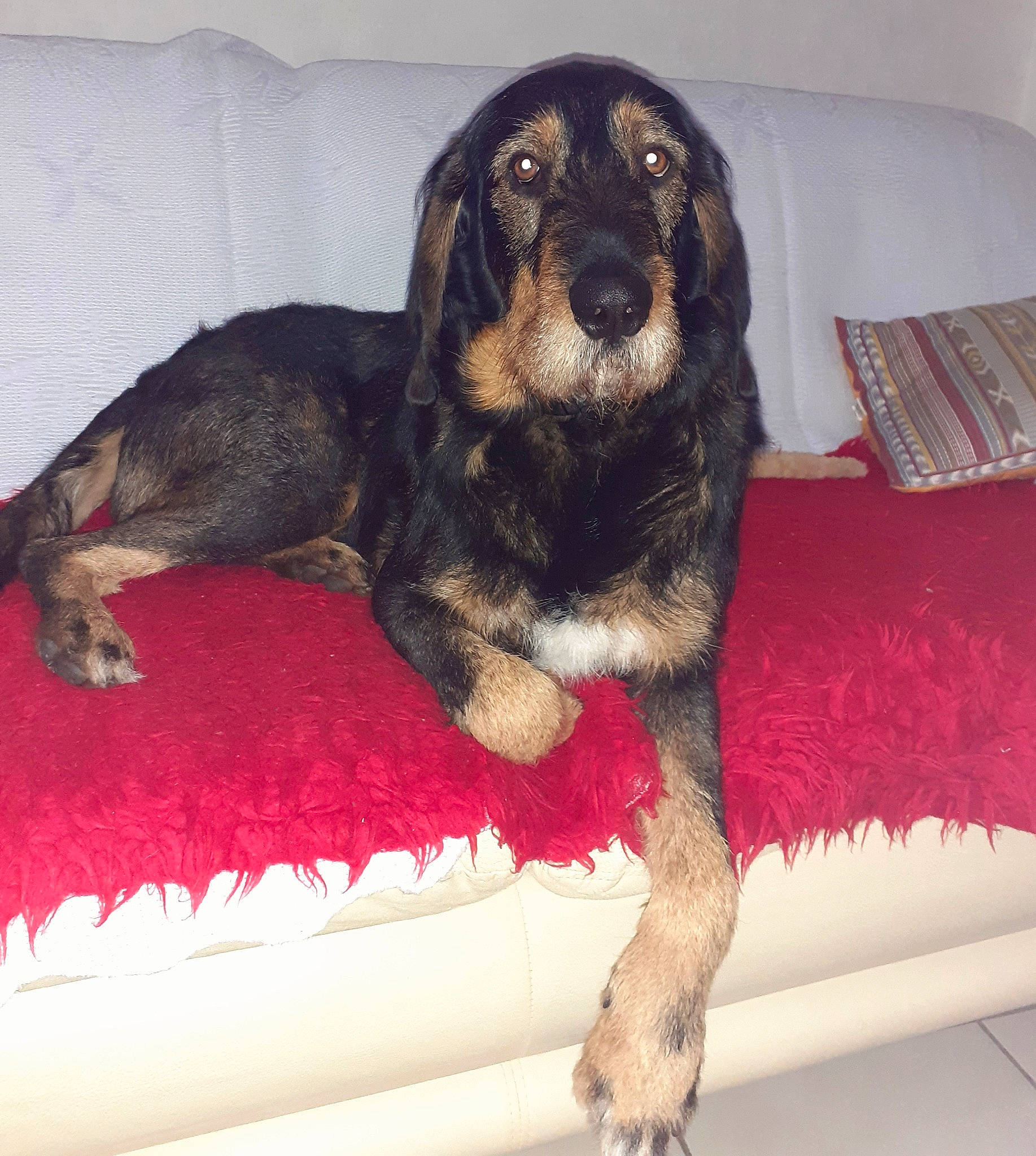 Caramel A a rejoint le concours — aidez-le/la à gagner de superbes lots ! canidae, carnivore, comfort, companion_dog, couch, dog, dog_breed, dog_supply, flooring, fur, guard_dog, hound, paw, pet_supply, snout, sporting_group, tail, terrestrial_animal, working_animal, working_dog