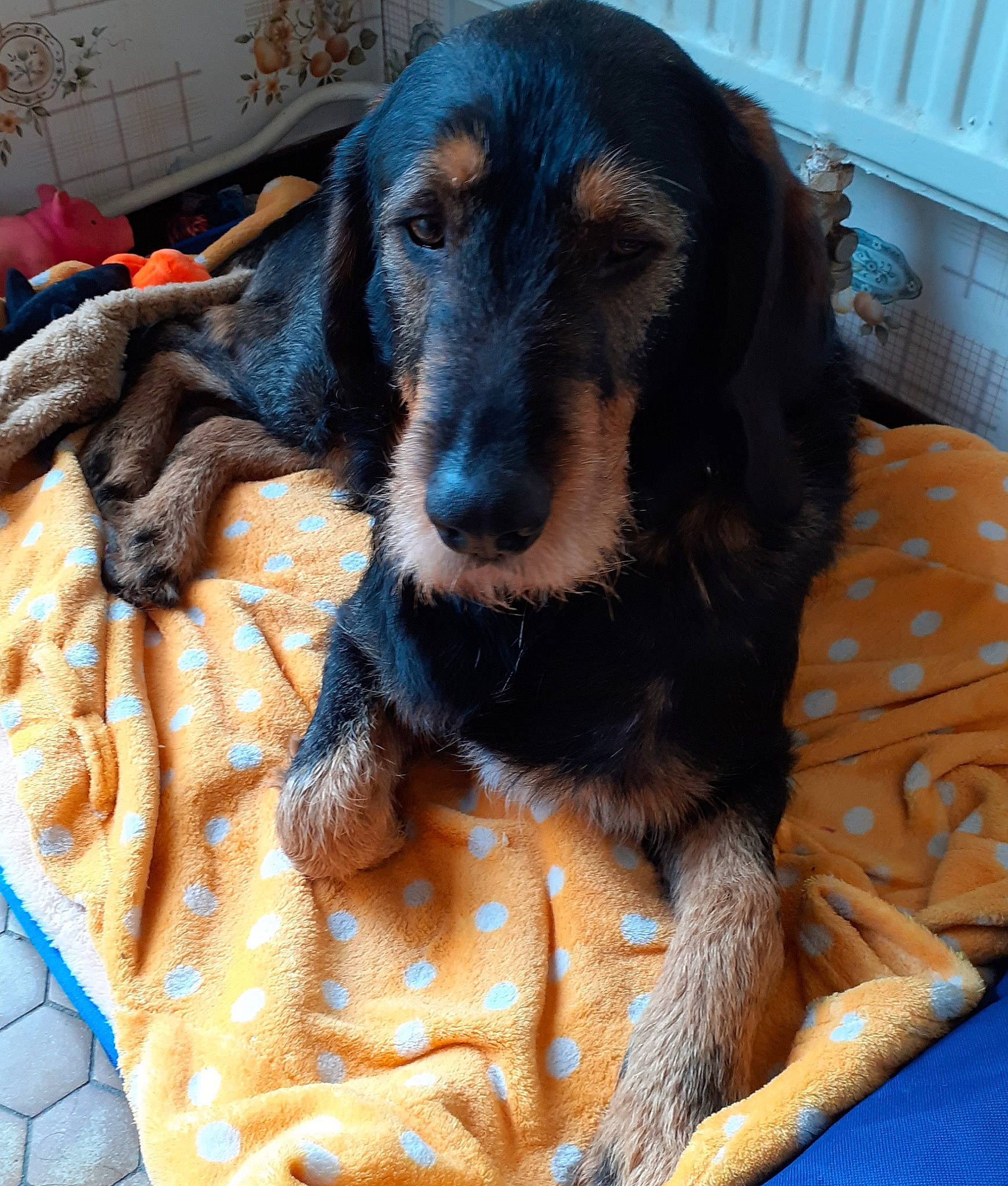 Caramel A participe au concours pour gagner de l'argent avec cette photo : brown, canidae, carnivore, comfort, companion_dog, dachshund, dog, dog_breed, dog_supply, fawn, fur, hound, liver, mammal, pet_supply, snout, sporting_group, toy, vertebrate, working_animal