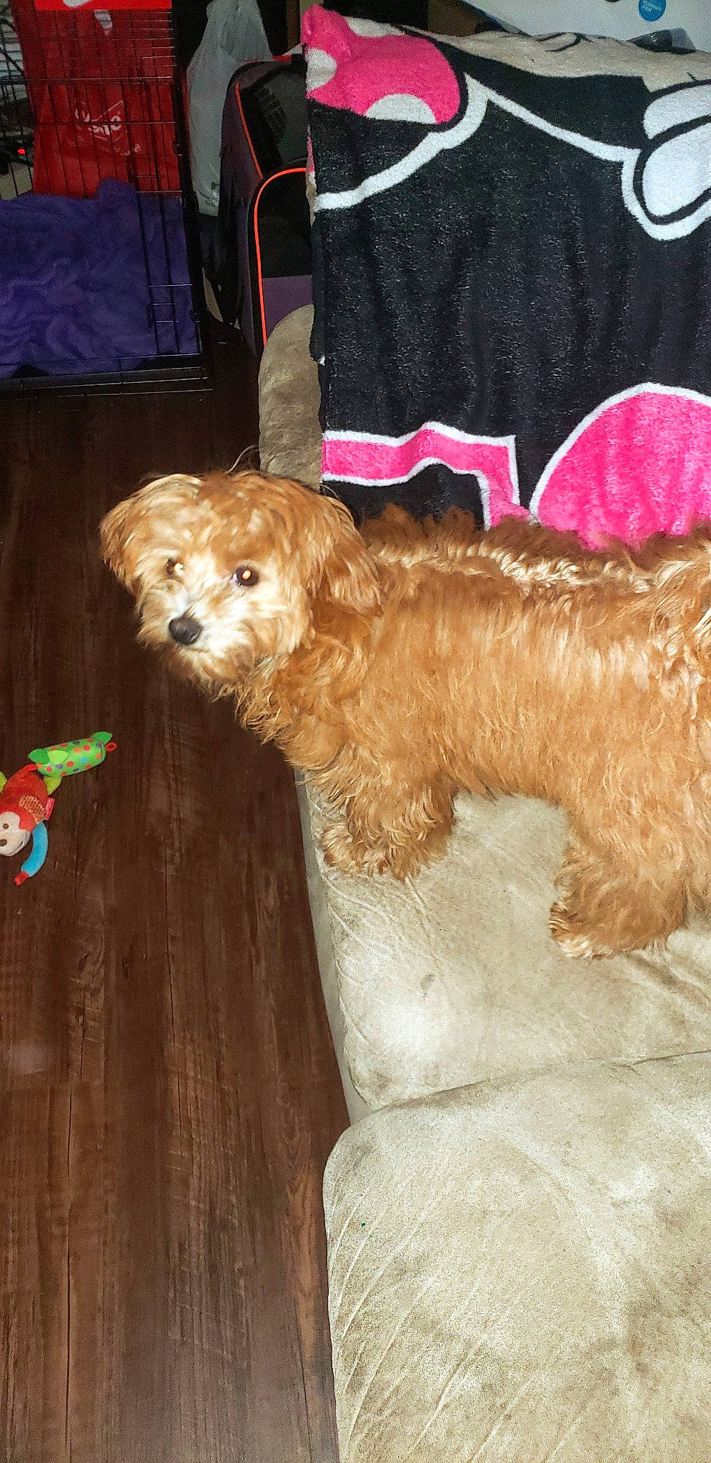 Coco joined the competition — help win amazing prizes! canidae, carnivore, chair, companion_dog, dog, dog_breed, dog_collar, fawn, fur, hat, leash, liver, pattern, sporting_group, tail, terrier, toy_dog, water_dog, wood, working_animal