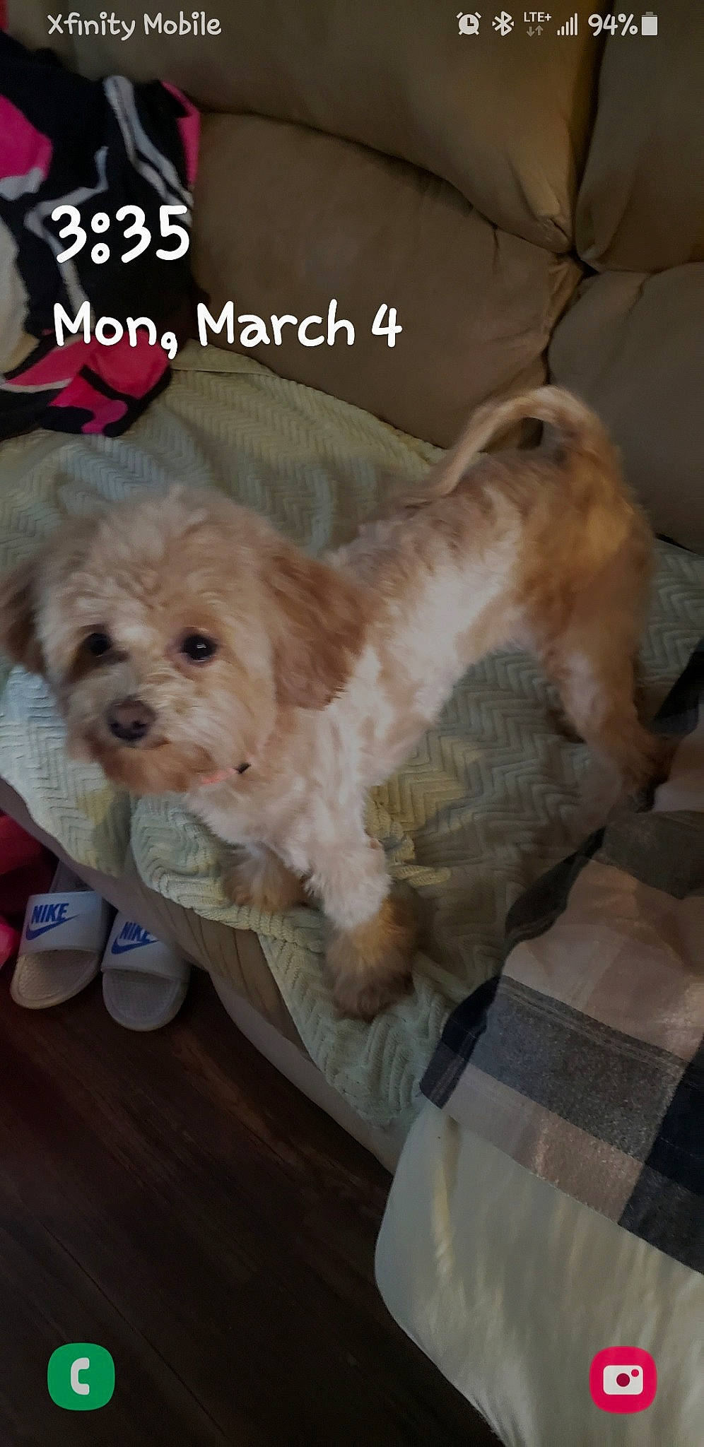 Coco joined the competition — help win amazing prizes! canidae, carnivore, companion_dog, dog, dog_breed, dog_supply, fur, labradoodle, liver, mal_shi, photo_caption, shih_poo, small_terrier, sporting_group, tableware, terrier, toy_dog, water_dog, working_animal, yorkipoo