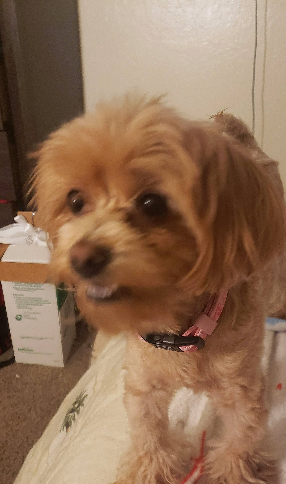 Coco joined the competition — help win amazing prizes! box, canidae, carnivore, companion_dog, dog, dog_breed, fawn, fur, hair, liver, maltepoo, puppy, puppy_love, small_terrier, snout, sporting_group, terrier, toy_dog, whiskers, working_animal