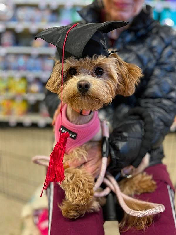 Coco is registered to the contest to win money with this photo: canidae, carnivore, collar, companion_dog, dog, dog_breed, dog_clothes, dog_collar, dog_supply, event, fashion_accessory, fawn, fur, hat, leash, pet_supply, snout, sporting_group, toy_dog, working_animal