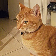 Ratatouille a rejoint le concours — aidez-le/la à gagner de superbes lots !