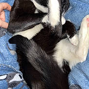 Zeus- Twilight joined the competition — help win amazing prizes! animal, baby, bed, bedroom, blanket, canine, cat, dog, face, furniture, head, husky, indoors, kitten, person, pet, puppy, quilt, room, sleeping