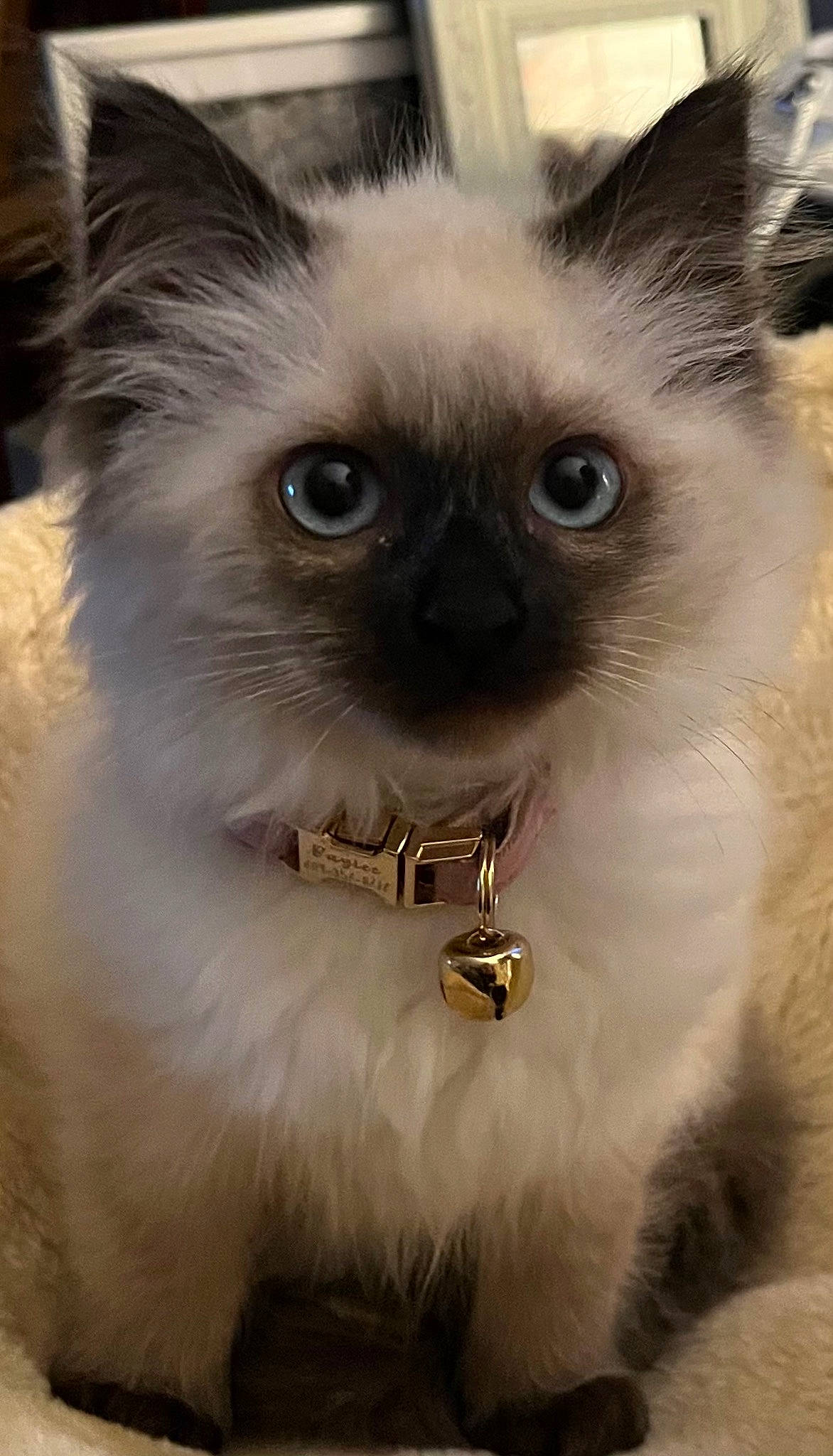Baylee joined the competition — help win amazing prizes! balinese, birman, carnivore, cat, close_up, collar, fawn, felidae, fur, iris, ragdoll, siamese, small_to_medium_sized_cats, snout, terrestrial_animal, thai, tonkinese, whiskers