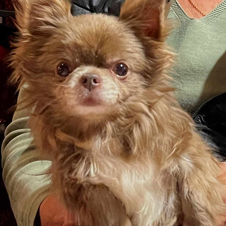 Polochon a rejoint le concours — aidez-le/la à gagner de superbes lots ! animal, brown_fur, chain_necklace, close_up, cute, dog, ears, expression, eyes, face, fluffy, furry, hand, indoor, person_holding_dog, pet, portrait, small_dog, sweater, white_fur