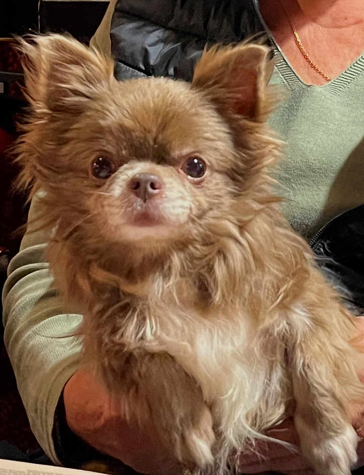 Polochon a rejoint le concours — aidez-le/la à gagner de superbes lots ! dog, small_dog, fluffy, brown_fur, white_fur, pet, animal, person_holding_dog, hand, sweater, chain_necklace, indoor, close_up, portrait, cute, furry, eyes, ears, face, expression