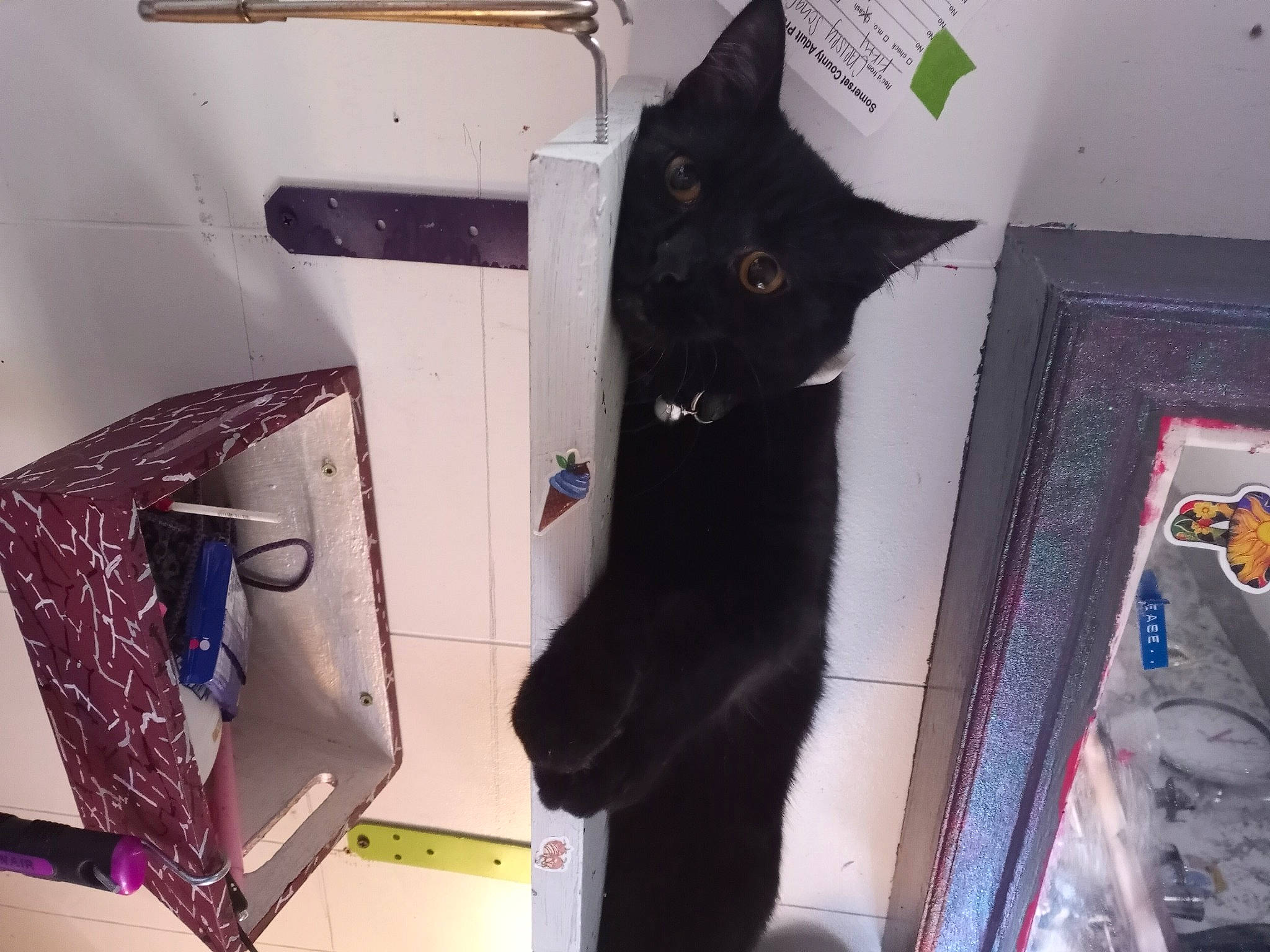 Pheadrah joined the competition — help win amazing prizes! black_cat, bombay, box, cardboard, carnivore, cat, cat_supply, domestic_short_haired_cat, electronic_device, felidae, fur, packaging_and_labeling, paper_product, pet_supply, room, small_to_medium_sized_cats, tail, technology, whiskers