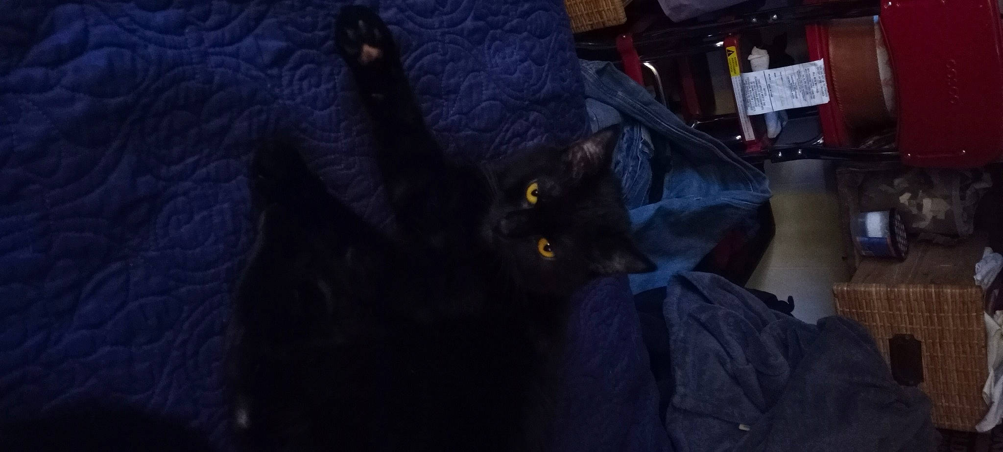 Pheadrah is registered to the contest to win money with this photo: automotive_tire, black_cat, bombay, carnivore, cat, claw, comfort, darkness, domestic_short_haired_cat, electric_blue, felidae, fur, grey, night, purple, small_to_medium_sized_cats, snout, tail, terrestrial_animal, whiskers