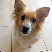 Lotta participe au concours pour gagner de l'argent avec cette photo : dog, pet, ears, fur, brown, white, floor, tile, indoor, looking_up, cute, animal, mammal, companion, canine, face, whiskers, snout, domestic, friendly