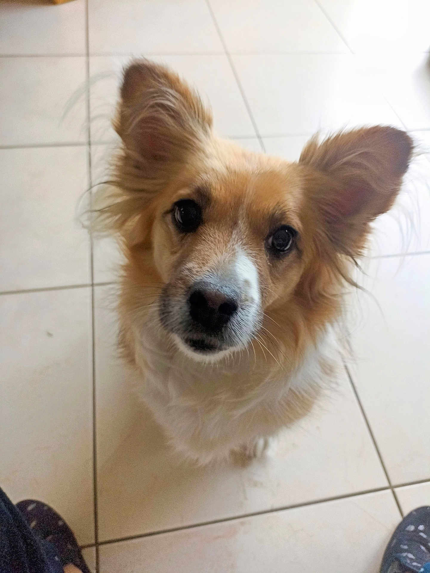 Lotta participe au concours pour gagner de l'argent avec cette photo : dog, pet, ears, fur, brown, white, floor, tile, indoor, looking_up, cute, animal, mammal, companion, canine, face, whiskers, snout, domestic, friendly
