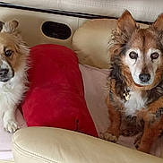 Lotta a rejoint le concours — aidez-le/la à gagner de superbes lots ! animal, blanket, brown_dog, collar, comfort, cream_dog, cushion, cute, dog, ears, eyes, floor_tiles, fur, furniture, home, indoor, leather_chair, nose, pets, relaxing