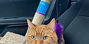 Kitty is registered to the contest to win money with this photo: cat, orange_tabby, tongue_out, whiskers, collar, bell, harness, cat_tree, purple_feather, toy, car_interior, car_seat, cozy_blanket, window, fur, green_eyes, pet, portrait, travel, cute