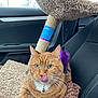 cat, orange_tabby, tongue_out, whiskers, collar, bell, harness, cat_tree, purple_feather, toy, car_interior, car_seat, cozy_blanket, window, fur, green_eyes, pet, portrait, travel, cute