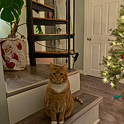 Kitty joined the competition — help win amazing prizes! cat, ginger_cat, pet, stairs, step, indoor, christmas_tree, holiday, ornament, lights, santa_bag, potted_plant, monstera, door, hardwood_floor, cozy, living_room, whiskers, white_paws, portrait