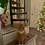 cat, ginger_cat, pet, stairs, step, indoor, christmas_tree, holiday, ornament, lights, santa_bag, potted_plant, monstera, door, hardwood_floor, cozy, living_room, whiskers, white_paws, portrait