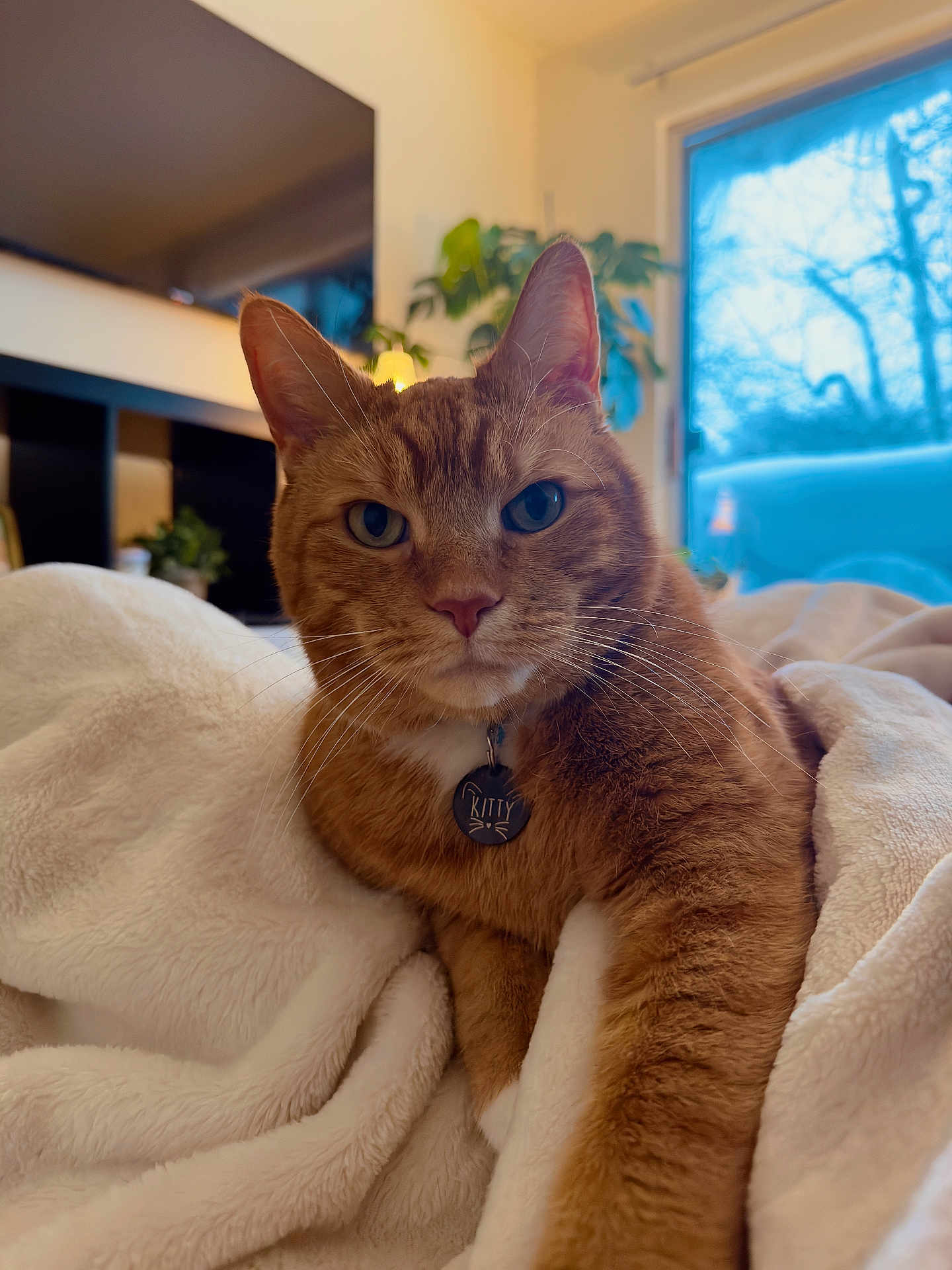 Kitty is registered to the contest to win money with this photo: cat, ginger_cat, pet, indoor, blanket, cozy, collar, tag, whiskers, eyes, ears, fur, close_up, portrait, living_room, plant, window, tv, soft_texture, relaxed