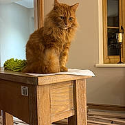 Norman joined the competition — help win amazing prizes! cat, ginger_cat, fluffy, wooden_table, indoor, window, wooden_frame, beige_wall, floor, planks, furniture, pet, domestic_animal, sitting, looking_away, cozy, home, room, feline, fur