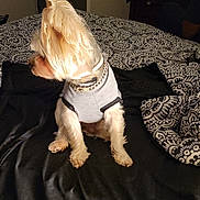 Max joined the competition — help win amazing prizes! bed, bedding, black, blanket, canine, collar, cute, dog, domestic, fur, furniture, gray_sweater, household, indoor, patterned, pet, resting, room, small_dog, white