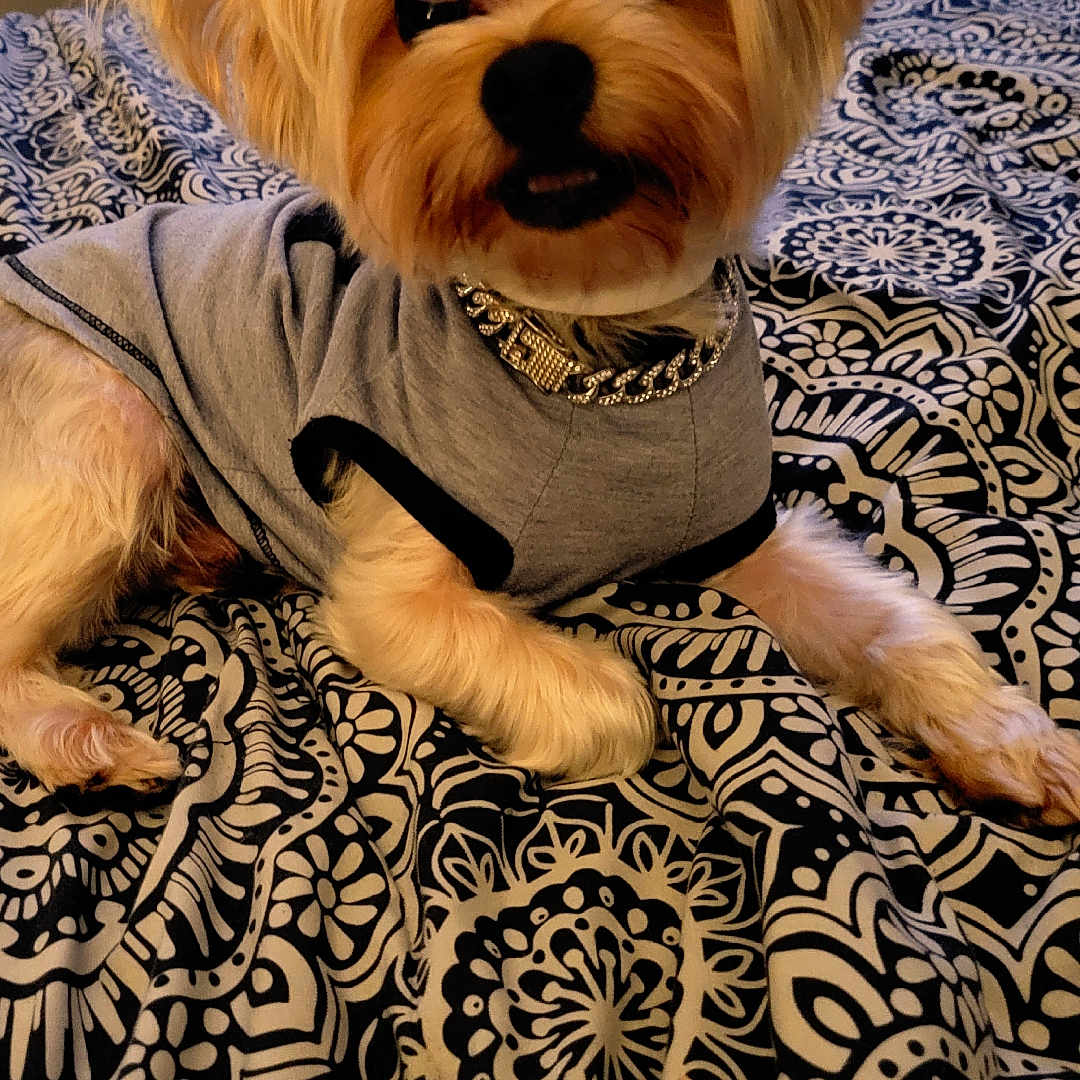 Max joined the competition — help win amazing prizes! animal, bed, blanket, canine, collar, cute, dog, domestic_animal, ears, fur, furry, grey_shirt, indoor, looking_at_camera, lying_down, patterned_blanket, pet, portrait, resting, small_dog