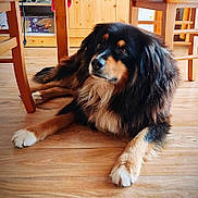 Mango participe au concours pour gagner de l'argent avec cette photo : dog, indoor, wooden_floor, wooden_chair, black_fur, brown_fur, white_fur, pet, animal, laying_down, floor, furniture, calm, domestic, companion, cute, mammal, relaxed, house, portrait