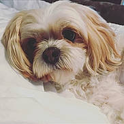 Lola joined the competition — help win amazing prizes! adorable, animal, close_up, companion, cozy, cream_colored, cute, dog, face, fluffy, fur, indoor, nose, pet, portrait, relaxed, resting, sleepy, soft, whiskers