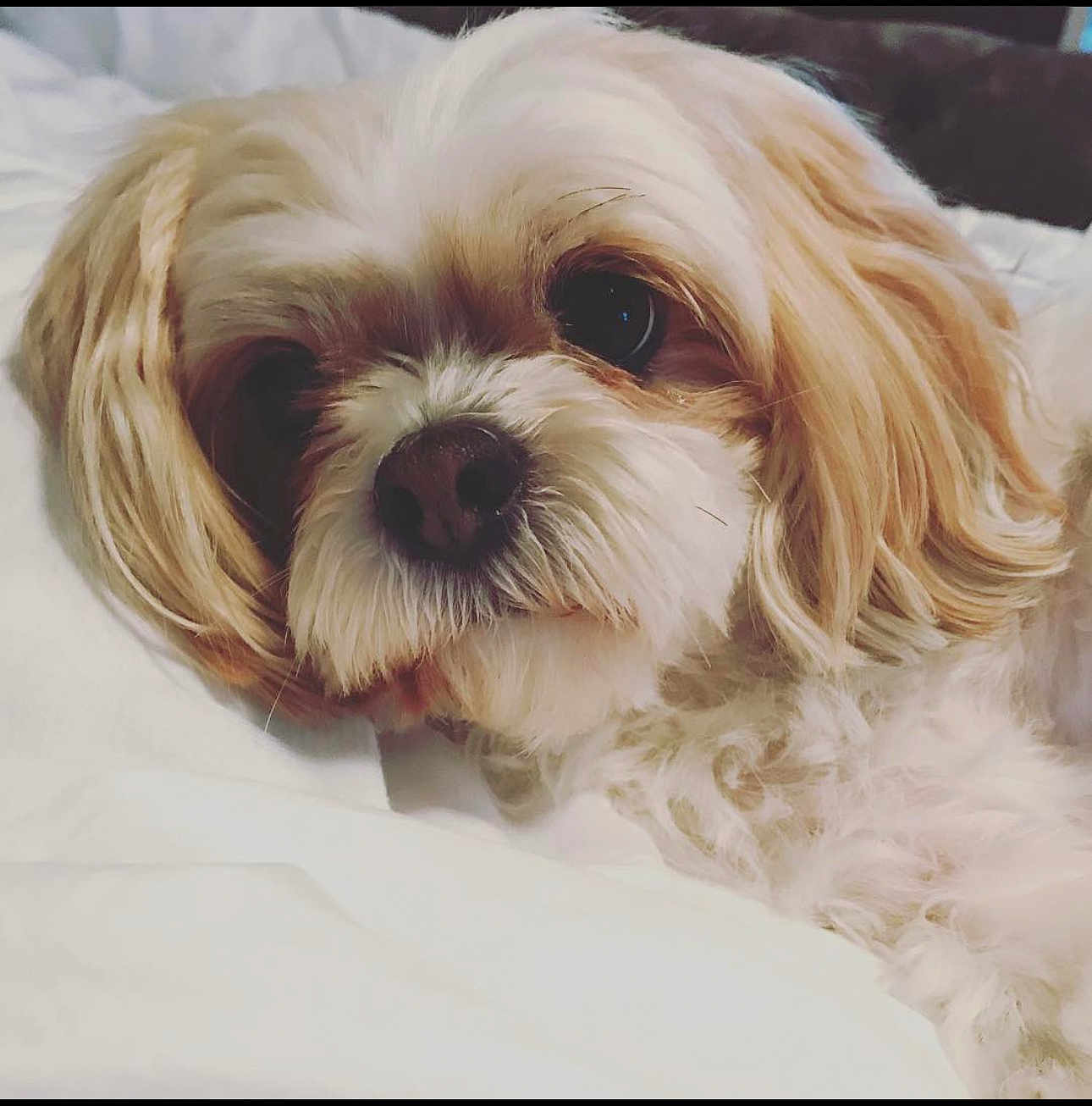 Lola
