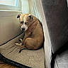 Drako is registered to the contest to win money with this photo: dog, pet_bed, window, curtains, couch, wood_floor, indoor, resting, brown_dog, light, shadow, relaxing, cozy, animal, canine, quiet, comfortable, sleepy, corner, home