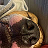 dog, close_up, snout, nose, teeth, pink, black, fur, blanket, sleeping, cozy, pet, animal, canine, whiskers, indoor, resting, cute, portrait, relaxed
