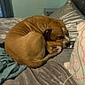 dog, bed, blanket, pillow, sleeping, brown_dog, indoor, resting, curled_up, cozy, fur, quiet, comfort, pet, canine, household, relaxation, domestic, animal, nap